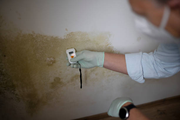 Best Mold Removal Process  in Goshen, IN