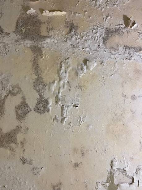 Office Mold Removal Services in Goshen, IN
